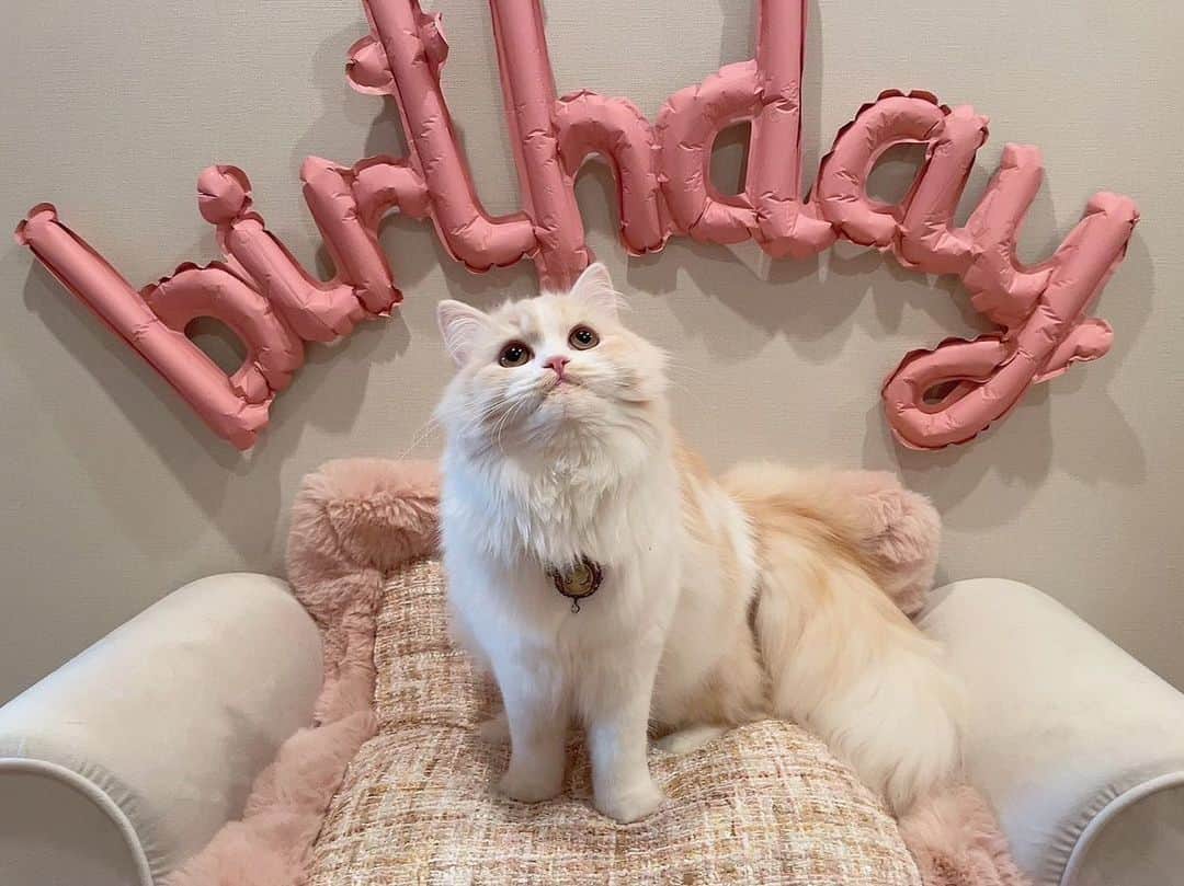 のインスタグラム：「おはよう！そして本日は、、、！  1月27日私の誕生日の1ヶ月前は あるちゃんのお誕生日です🎂🎊  1歳おめでとう！あるちゃん🐈」