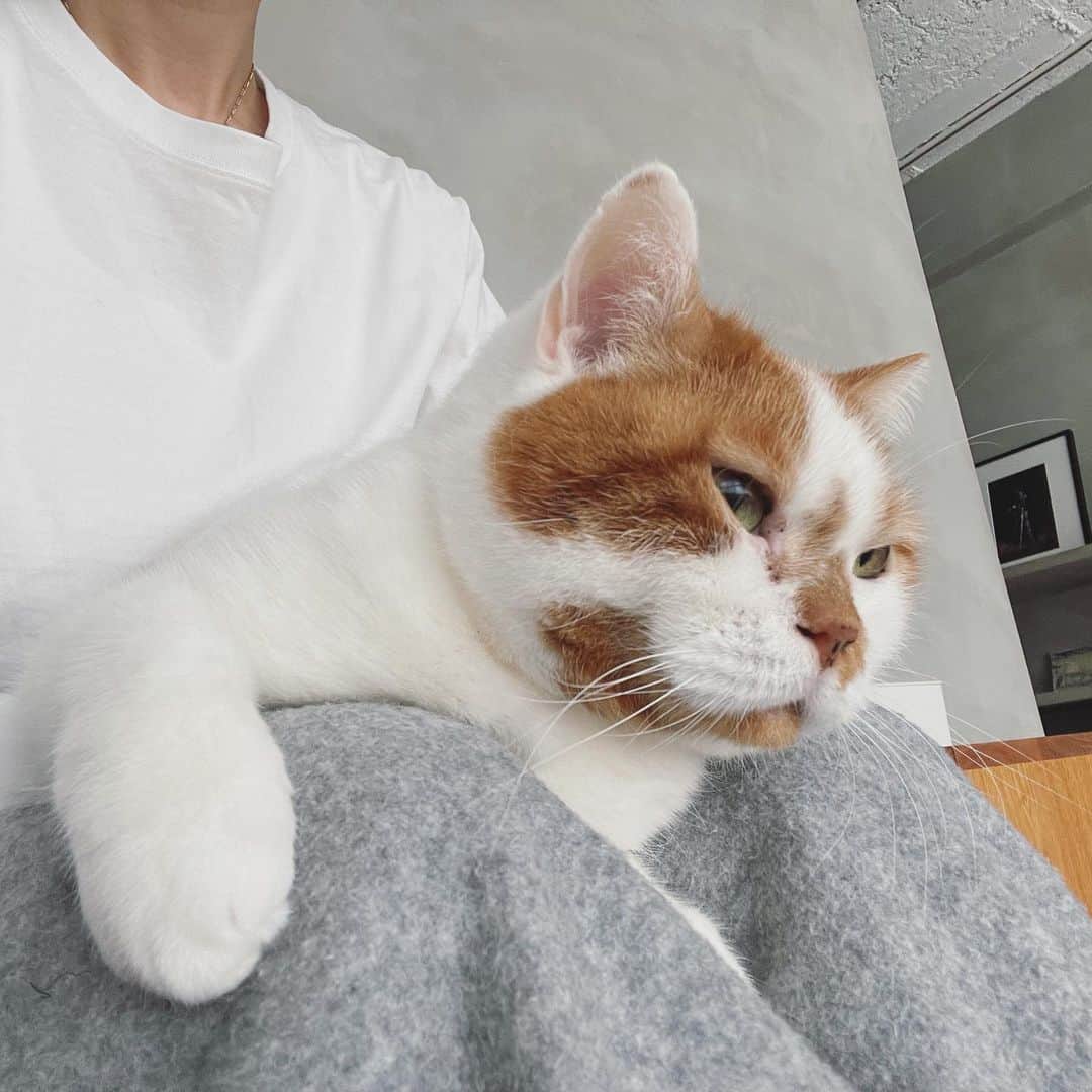 のインスタグラム：「お膝タイムがやってきました👏  ジーっと遠くから視線が…（写真2枚目）ご飯はあげたしな…。飼い主へ連絡したら「膝に乗せてみて」と返信。そっと乗せてみました。最初は少し緊張（写真1.3枚目）のどん様でしたが、ボディーブラッシングや顔まわりのマッサージを施したら…速攻とろけました。（写真4.5枚目）早くも2日目に飼い主への忠誠を失いかけたどん様でした。  #どんころり番外編」
