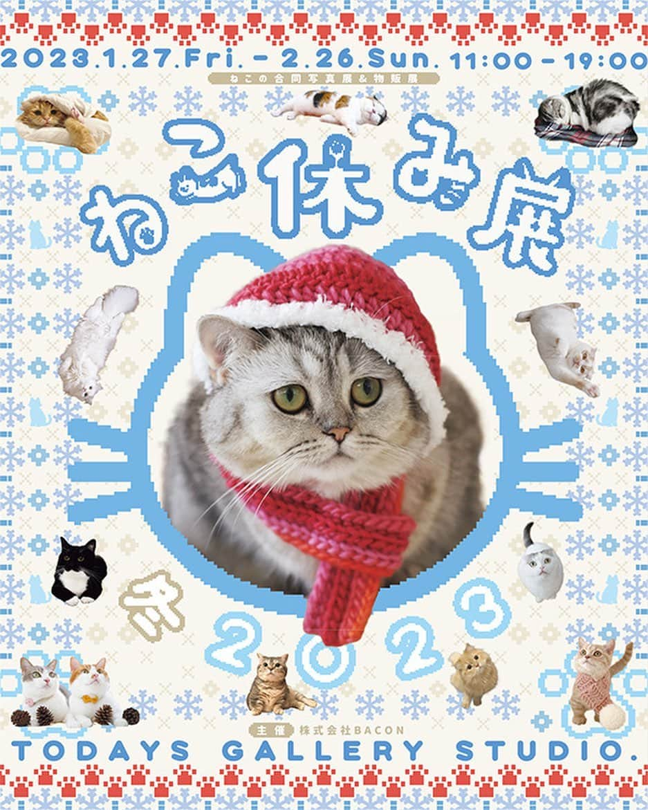 まっぷーちんさんのインスタグラム写真 - (まっぷーちんInstagram)「猫休み展、冬❄️  本日からです🐈  まっぷーちんの新しいプロフィール カードゲーム風でかわいい🫶  #猫 #ねこ #cat #マンチカン #短足マンチカン #折れ耳マンチカン #manchkin #ねこ休み展」1月27日 12時18分 - map_u_chin