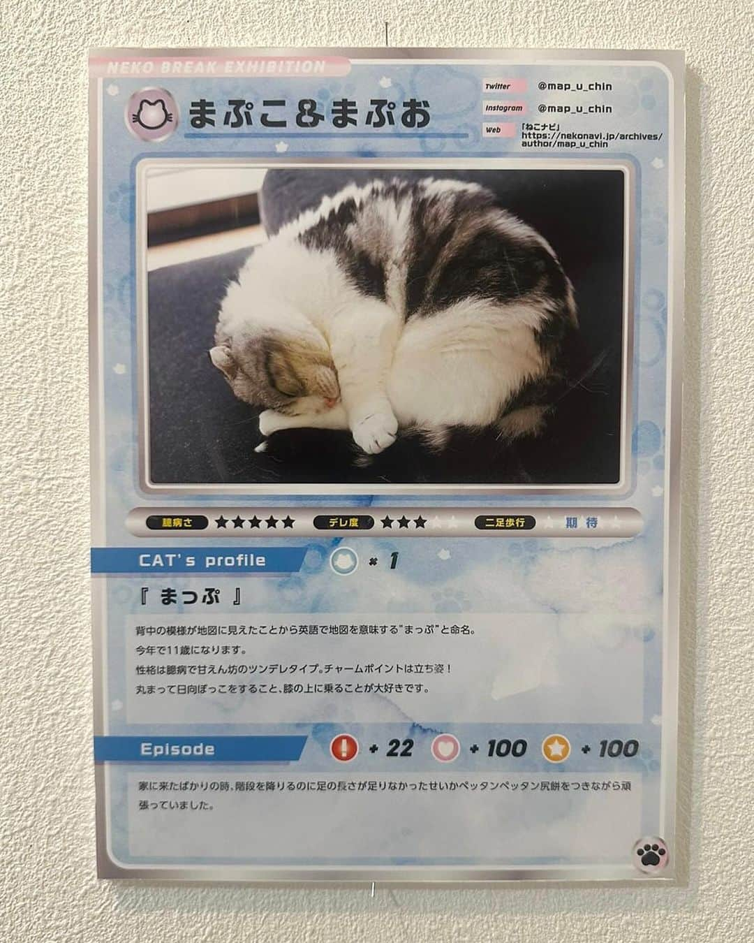 まっぷーちんさんのインスタグラム写真 - (まっぷーちんInstagram)「猫休み展、冬❄️  本日からです🐈  まっぷーちんの新しいプロフィール カードゲーム風でかわいい🫶  #猫 #ねこ #cat #マンチカン #短足マンチカン #折れ耳マンチカン #manchkin #ねこ休み展」1月27日 12時18分 - map_u_chin