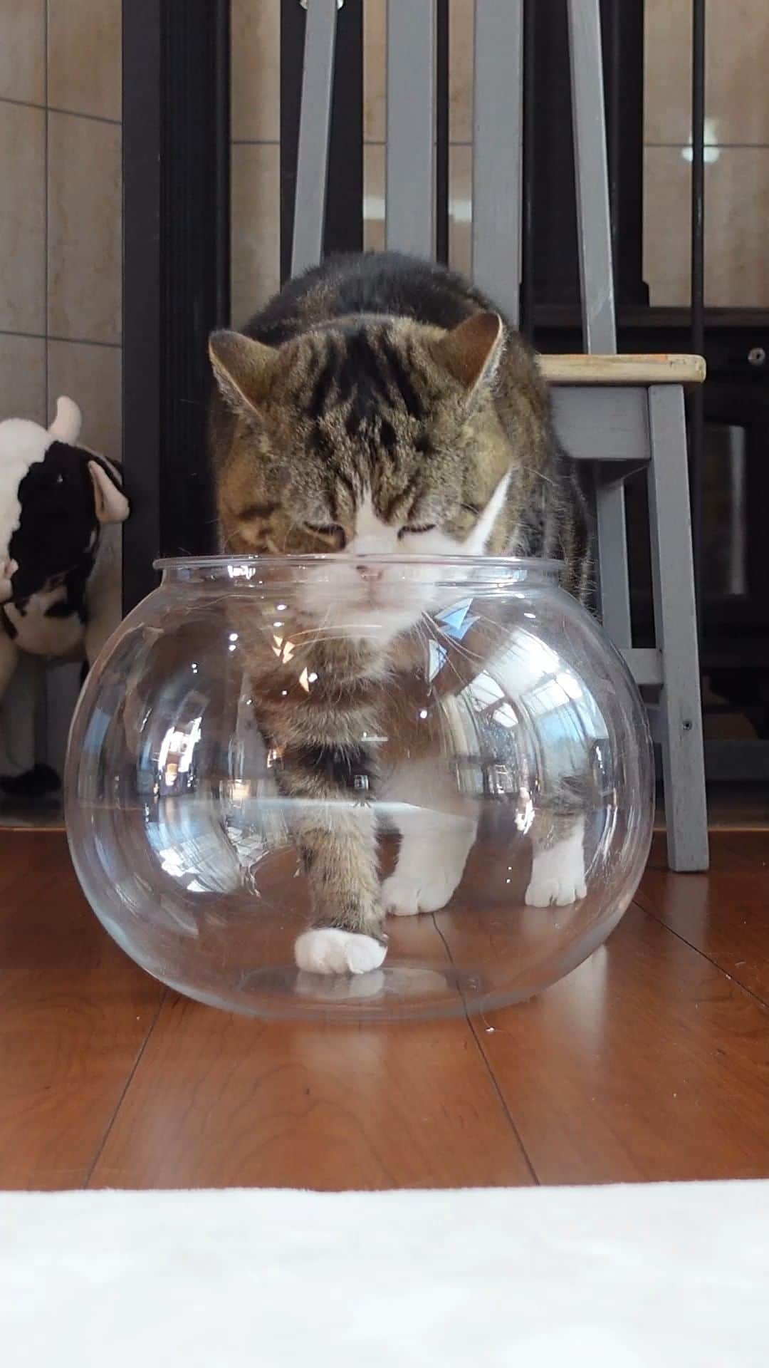 まる & はなのインスタグラム：「液体まるさん。 ちゃんと自分で出るところまで見たい、というご要望があったので！ Liquid Maru. I got a request to see Maru get out of the fishbowl himself!  ※金魚鉢は猫用に作られた製品ではありません。金魚鉢がひっくり返ると危険ですので、猫ちゃんが入っている際は目を離さないようにお願いします。 *A fishbowl is not a product made for cats. It is dangerous if the fishbowl is overturned, so please keep an eye on cats when they are in.  ”猫は液体”とはいえ、すべての猫ちゃんが狭いところに入るのが得意＆好きというわけではありません。 Even though "Cats are liquid," not all cats are good at and like being in tight spaces.  #猫は液体 #まる #Maru #cats」