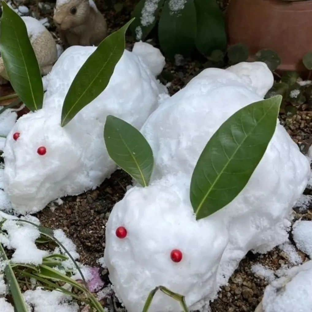 大川良太郎のインスタグラム：「ほんまに寒すぎでしょ❄️風が冷たいよね そんな中来てくれるファンには感謝ですよね✨まだ続きそうなので皆で気をつけましょう👐雪ウサギ🐇可愛いっすね。 #寒波 #寒い #冷たい #雪 #風 #ウサギ #雪だるま #外 #気をつけて #ファン」