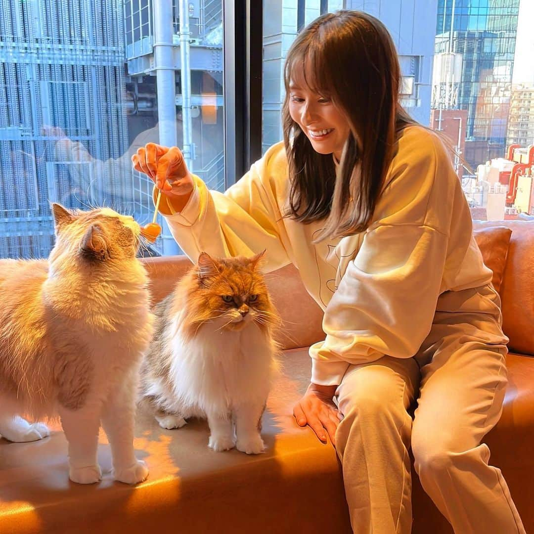 古澤未来のインスタグラム：「猫ちゃん初めて触った🐱 ワンチャンしか触ったことなくて 猫ちゃんの可愛さにきゅーん💕🥺  猫用アイスとかあって びっくりwww  #猫のいる暮らし  #動物可愛い写真  #ダンプ運転手 #ガテン系女子」