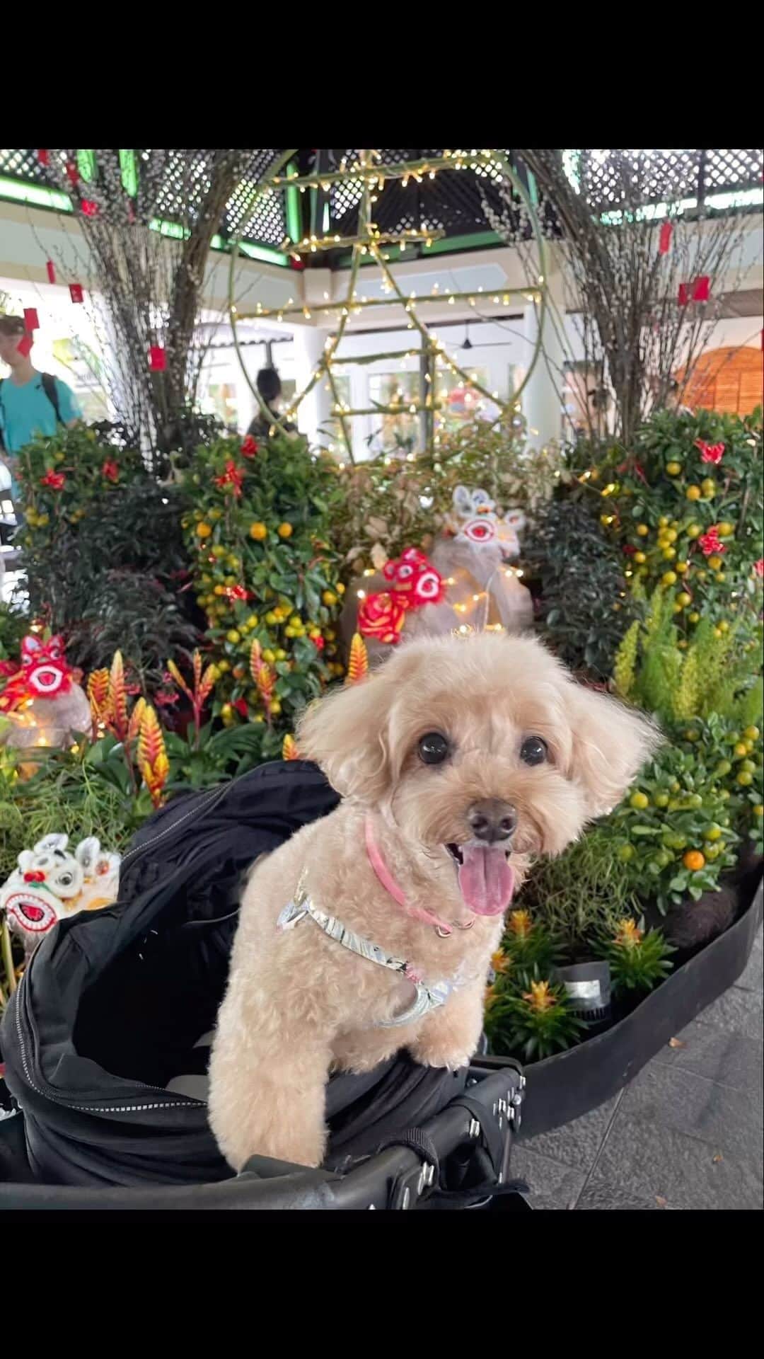 Truffle??松露?トリュフのインスタグラム：「📆(27Jan23) 🌻A beautiful day at #botanicgardensingapore 🌺🌸🌼🪷」