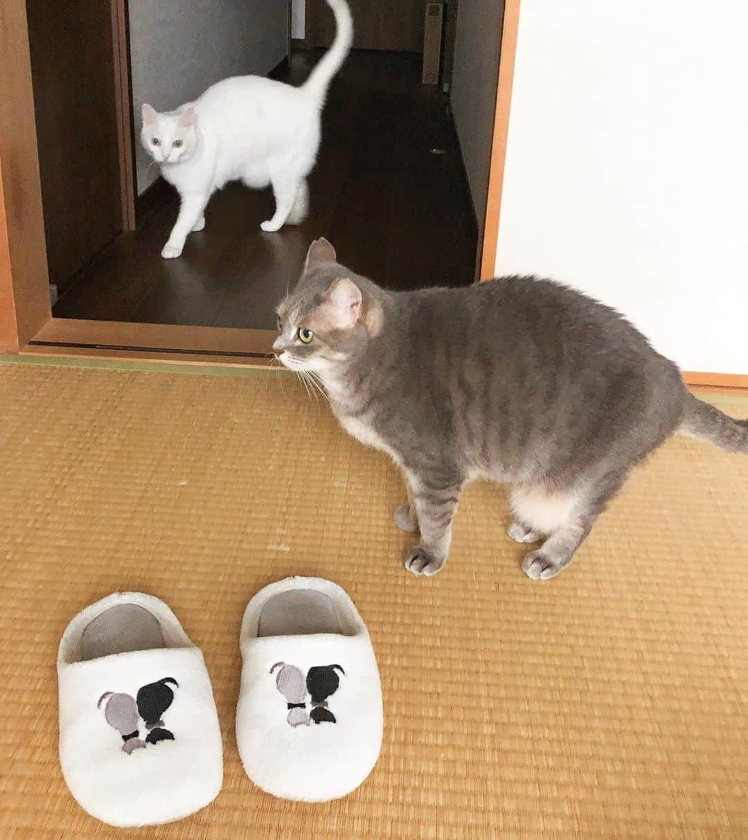 marikill66さんのインスタグラム写真 - (marikill66Instagram)「ぽっこり🤍🖤 * * #catsofinstagram #instacat_meows #IGersJP #nyancon01 #mmts_nekotomo #無敵の親バカ同盟 #関西ねこ部 #ふわもこ部 #ペコねこ部  #peppyフォト部 #猫カレンダー2024参加したい #ねこは人を笑顔にする #サンデイ #sippoストーリー #メイクにゃーと #ペトコト取材班 #ニャン友 #だから猫ってたまらない #ねこのきもち #スリッパ猫 #猫スリッパ * #fukuhakushincha #marikill66_0127」1月27日 20時08分 - marikill66