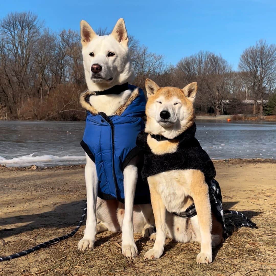 のインスタグラム：「My dogs after they finish ONE chore 💅✨  Indulge your flawless pups who can do no wrong and shop Frisco by @chewy via link in bio  #ad #ChewyPartner #FriscobyChewy #OnlyatChewy」