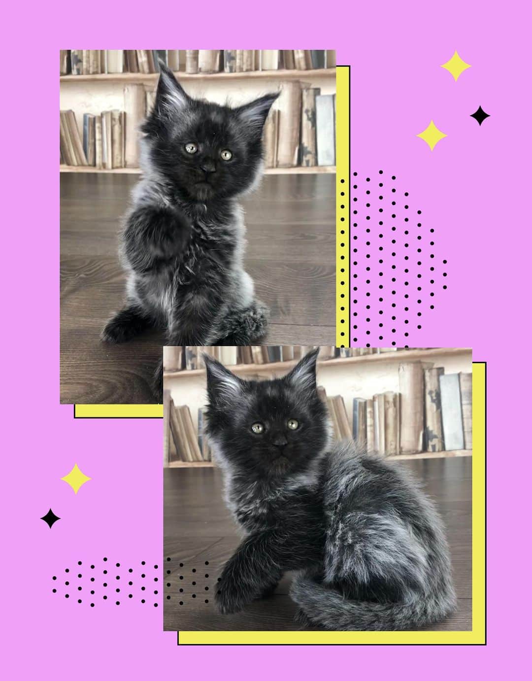 МейнКун MaineCoon Питомникのインスタグラム：「Красотка Кармен ✨❤️」