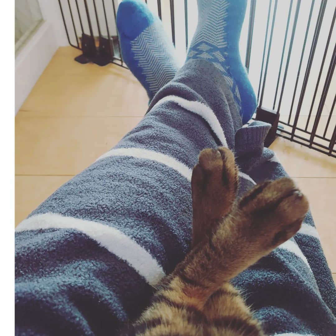 林家たい平のインスタグラム：「膝の上に乗ったはやてと私の足が同じ形に笑」