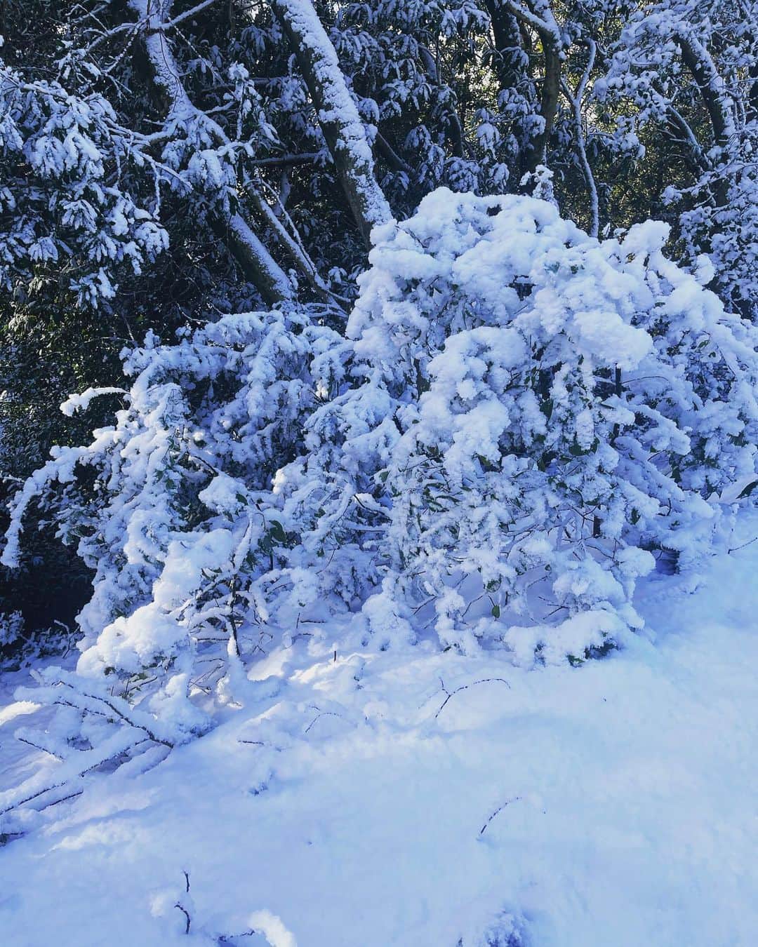 細田采花さんのインスタグラム写真 - (細田采花Instagram)「雪が凄い…大阪とは思えない…」1月28日 15時24分 - raripy.skating