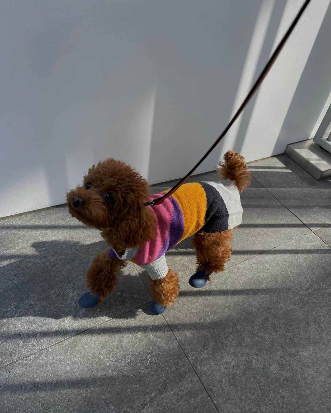 貴田理沙のインスタグラム：「New look🦴  散歩してたらちっちゃい子に 虹色のわんちゃんって呼ばれてた🥹🤍」