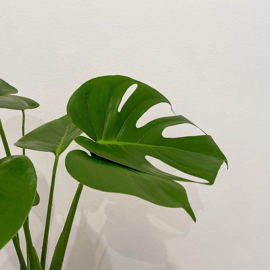 SÜMIREのグルメインスタ