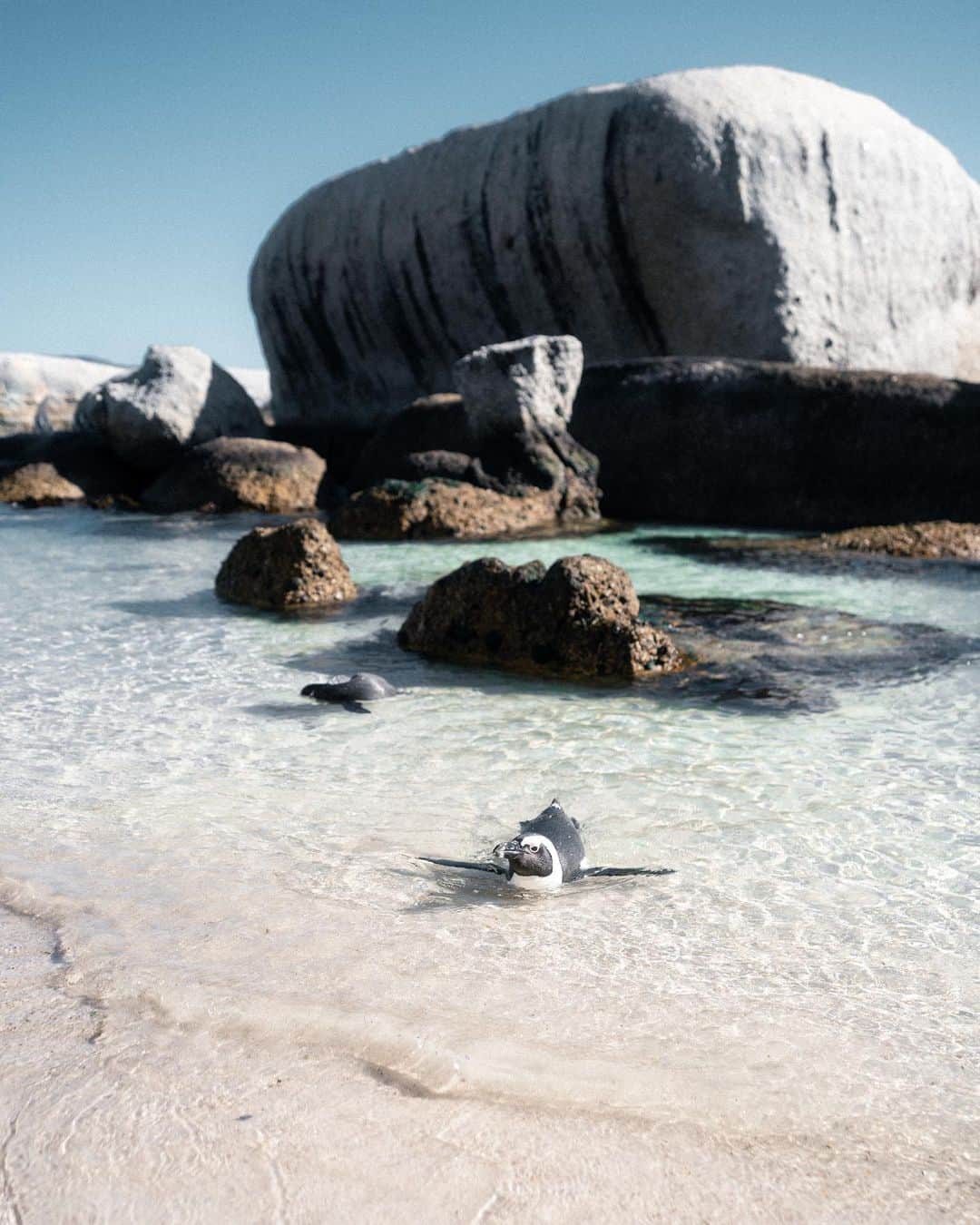山口功貴さんのインスタグラム写真 - (山口功貴Instagram)「Tried to join the penguin colony when I was in Cape Town🐧 I think they accepted me, but perhaps that’s because I look like one of them? maybe? Lol  #southafrica #capetown #penguins」1月5日 18時55分 - kohki