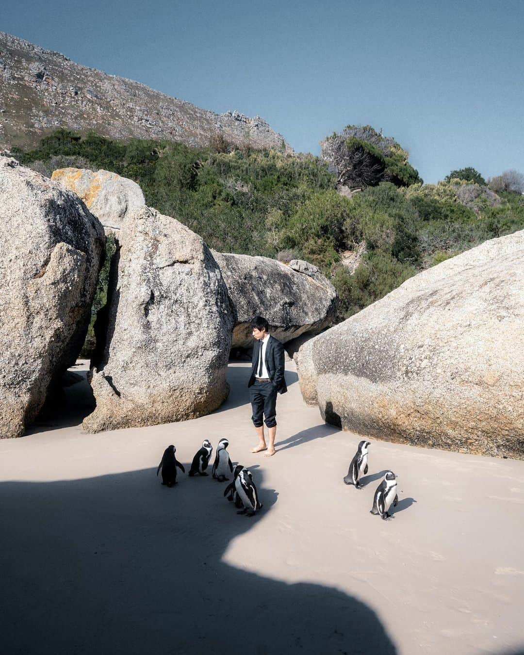 山口功貴のインスタグラム：「Tried to join the penguin colony when I was in Cape Town🐧 I think they accepted me, but perhaps that’s because I look like one of them? maybe? Lol  #southafrica #capetown #penguins」