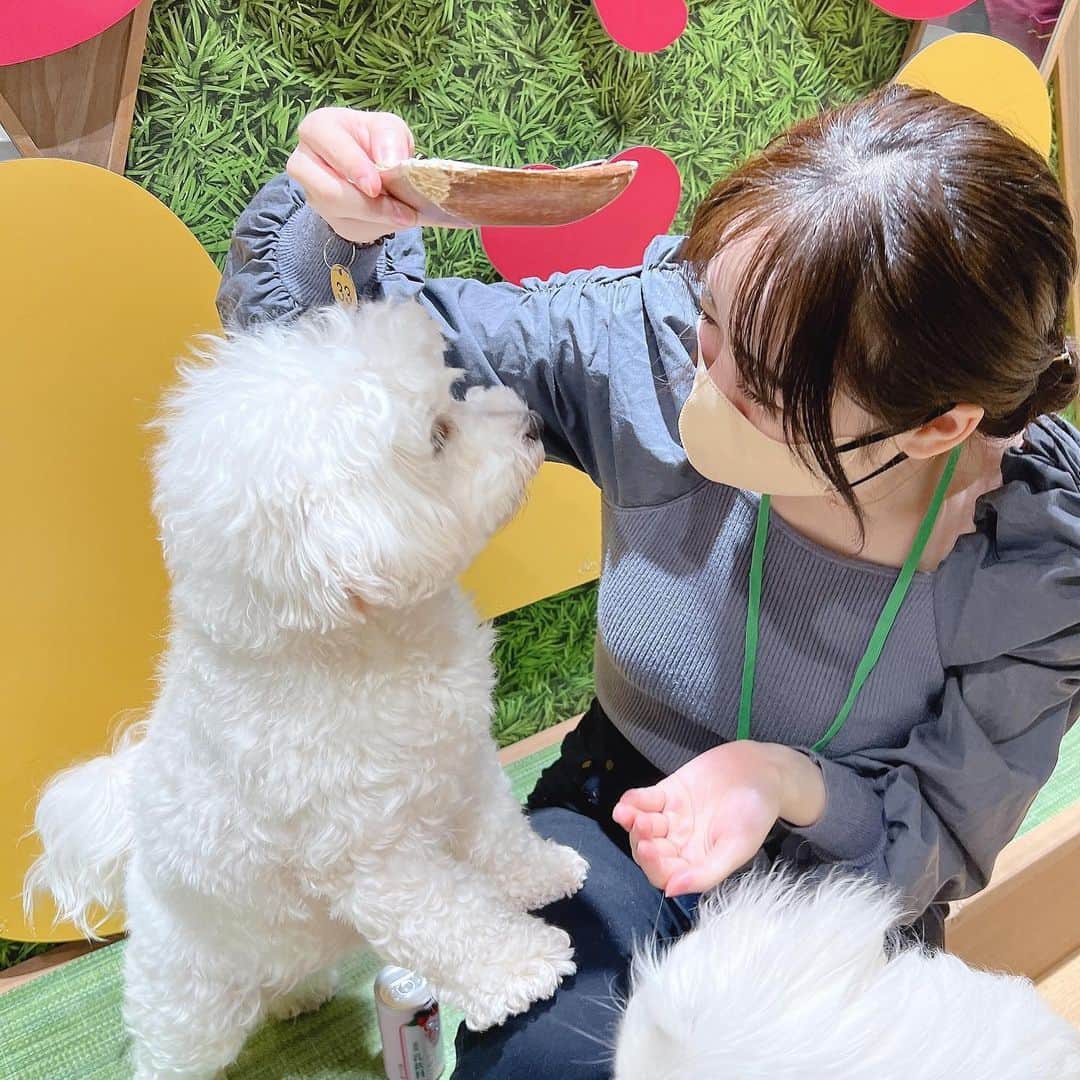 のインスタグラム：「2023年早々犬カフェにハマってしまい、2日連続で行ってしまった🤦🏼‍♀️💗  昨日はお母さんと、 今日はお母さんと弟と😂」