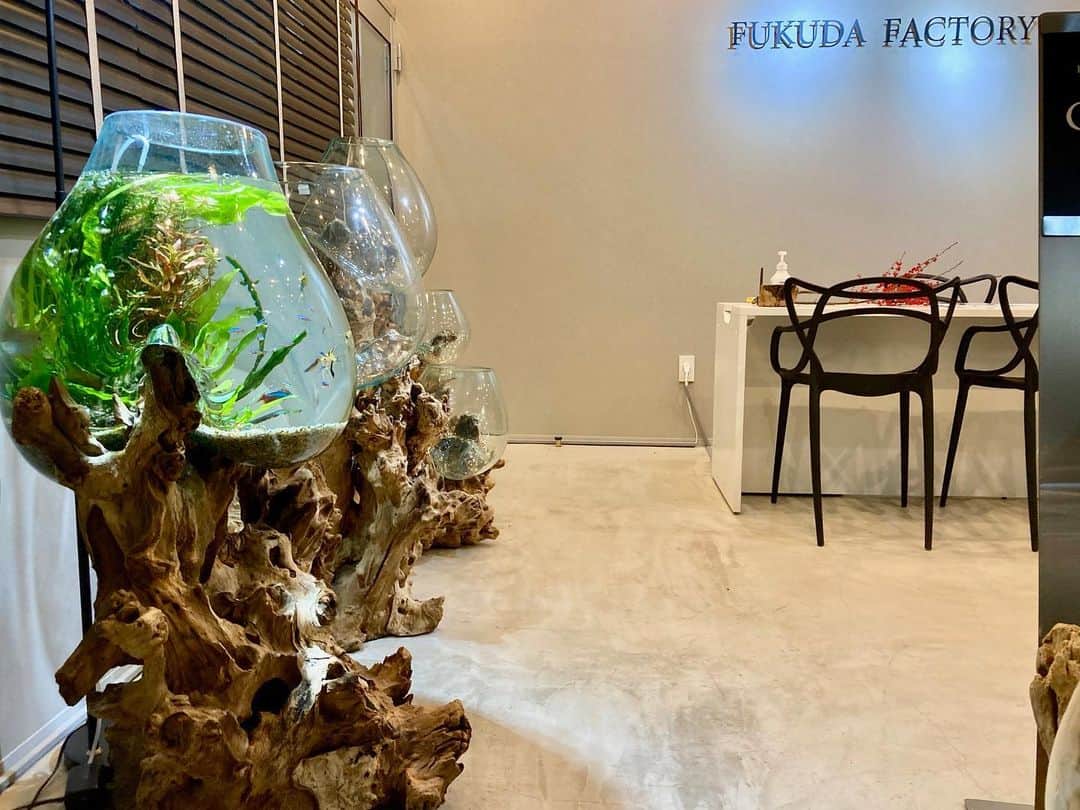 大阪・東京のアクアリウムならa.a.c.さんのインスタグラム写真 - (大阪・東京のアクアリウムならa.a.c.Instagram)「流木ガラス専門店FUKUDA FACTORY様とコラボレーションさせて頂いております。   流木ガラスとは、天然の流木に職人が一つ一つ精製したガラスを乗せたインテリアオブジェです。   流木ガラスの中はスペースが限られており難しいのですが、弊社独自の濾過ノウハウを屈指して長期維持可能なアクアリウムを作りました。   余計な機材が目立ってしまわないように、インテリアとして美しさが損なわれないように組んでいます。  こちらはFUKUDA FACTORY様の店頭にてご覧頂けますので、ぜひ訪ねてみてくださいね。  #インテリア #インテリアアクアリウム #水草 #水槽 #水槽のある暮らし #熱帯魚 #海水魚 #水槽レンタル #水槽メンテナンス #大阪 #東京 #アクアポニックス  #art #aquarium #fish #空間デザイン #オフィスデザイン #オフィスグリーン #オーダーメイド水槽 #インテリアコーディネート #グリーンコーディネート #内装デザイン #水槽設計 #水槽施工 #北堀江」1月5日 12時05分 - 8rium_aac