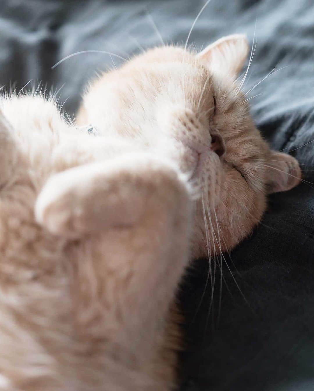 清水桜子さんのインスタグラム写真 - (清水桜子Instagram)「猫らとのんびりお正月。 無事に迎えられて良かったなぁ。」1月5日 15時08分 - sakuracos