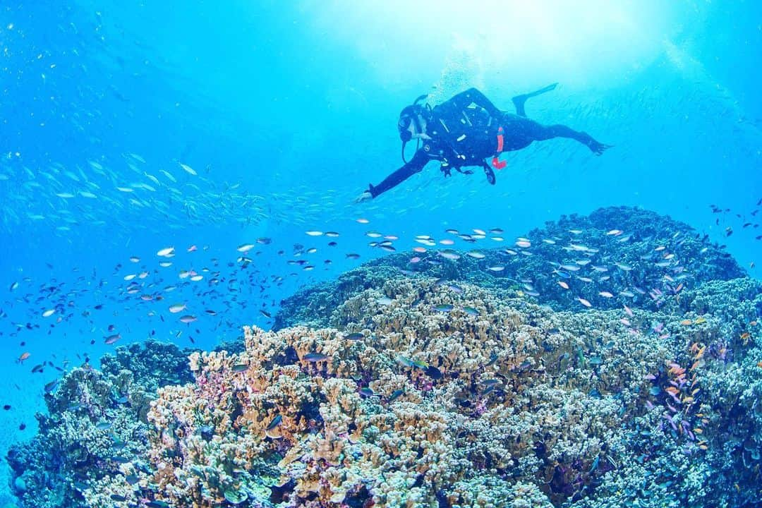 瀬戸大也のインスタグラム：「地球のエネルギーを感じて来ました🌏 世界最大の珊瑚礁グレートバリアリーフにて🐠  ジャックさんとバディは心強すぎましたありがとうございます🙏  Photo by @jackfukushima  #greatbarrierreef #scubadiving」