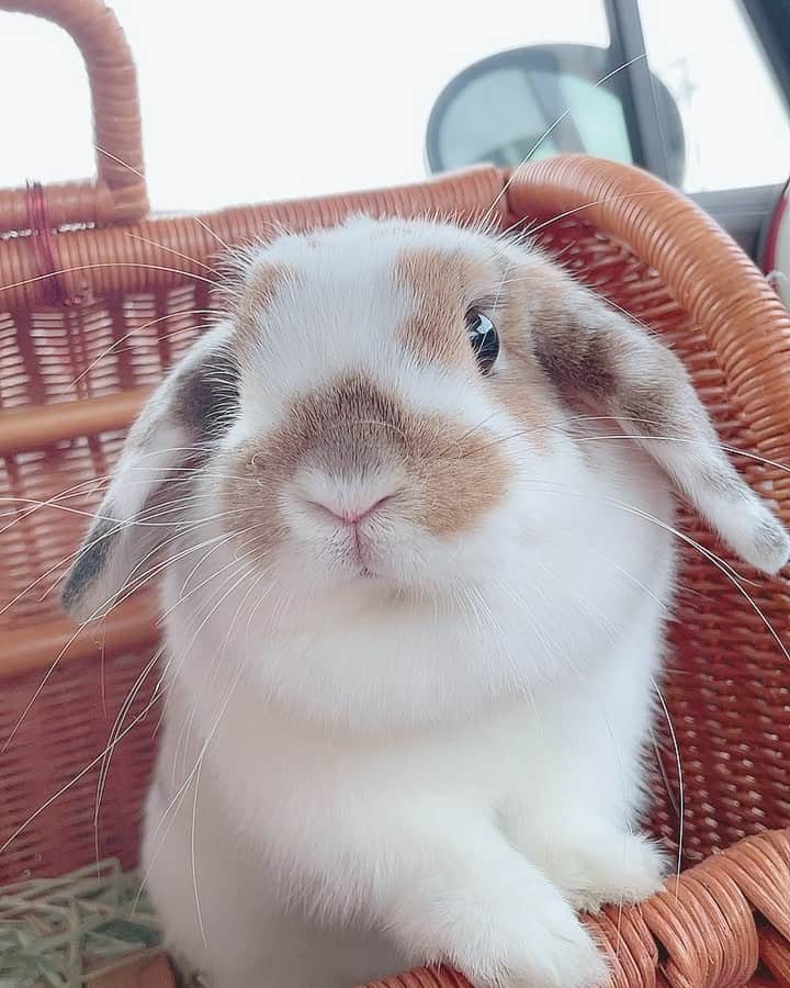 usagraphのインスタグラム：「可愛いすぎませんか🥰 今日は月明かりがすごくて、月を見てたら思い出しちゃった🥺 ＊ ＊ ＊ #うさぎ #rabbit #bunny #アニマル写真部　＃instabunnies #igersjp  #tokyocameraclub #東京カメラ部  #bunnystagram  #うさぎ部 #ホーランドロップ #hollandlop  #ファインダー越しの私の世界  #photooftheda」