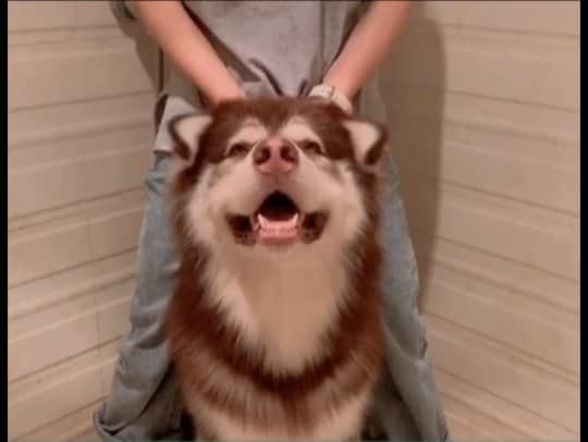 husky and malamuteのインスタグラム：「How cute boy.😊😊 follow @alaskandaily for more cute pic and video.😜 ……………………………………………………………… From 滚滚不是广坤 ……………………………………………………………… #alaskan#malamute#alaskanmalamute#alaskanhusky#malamutesofinstagram#puppylife#puppylove#puppydog#puppylover#dogdays#malamutepuppy#huskies#huskeypuppy#huskeiesreq#siberian#huskeiesofig#dogslife#dogsofnyc#cutedog#cutedogs#huskeypics#huskeylovers#huskygram#huskeylove#huskiesofinstagram#dogsofnyc#husky#狗」