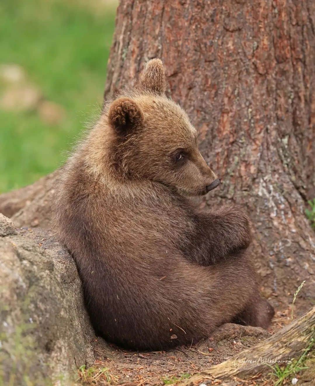 Bearsのインスタグラム：「I'm wondering what 2023 might bring to us! What are your plans and wishes for the new year? 🐻🐾♥   📸 credits: @valtterimulkahainen  #bear #bears #bearcub #cub #animal #animals #saveourbears #bearlove #savetheanimals #love #cute #sweet #adorable #nature #photo #wildlife #photography #wildlifephotography #lovely #animallove #belovedbears」