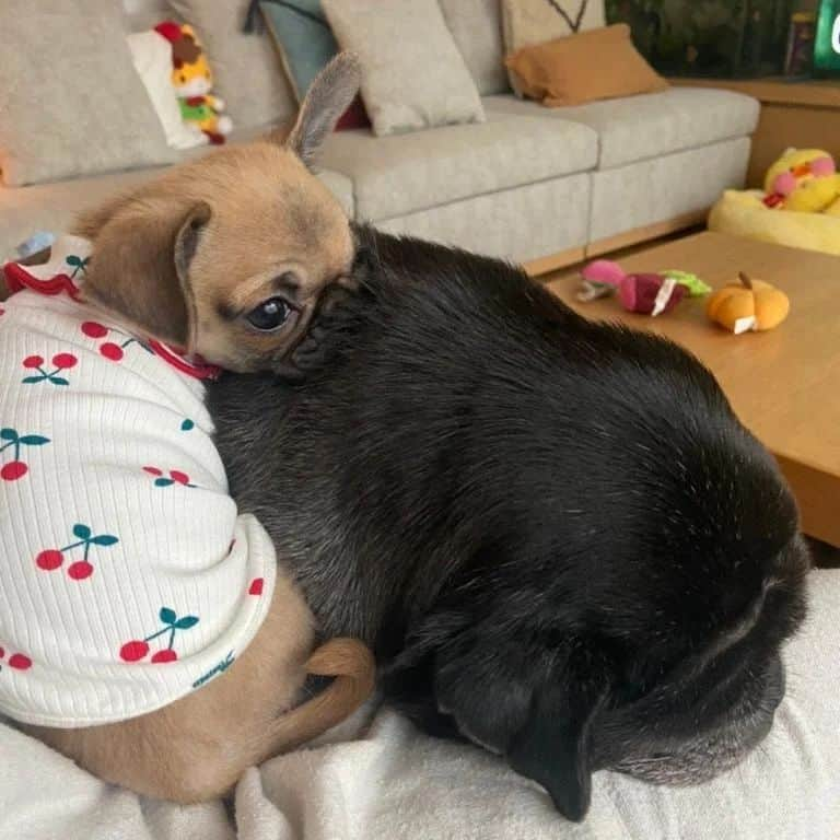 ピューディパイさんのインスタグラム写真 - (ピューディパイInstagram)「Wanted to properly introduce our new fam member Momo! 🍑 She's half pug 🥟half chihuahua 🌯 (Chug). We've had her since November, so glad she got to meet Maya while she was still with us 💕」1月6日 14時24分 - pewdiepie