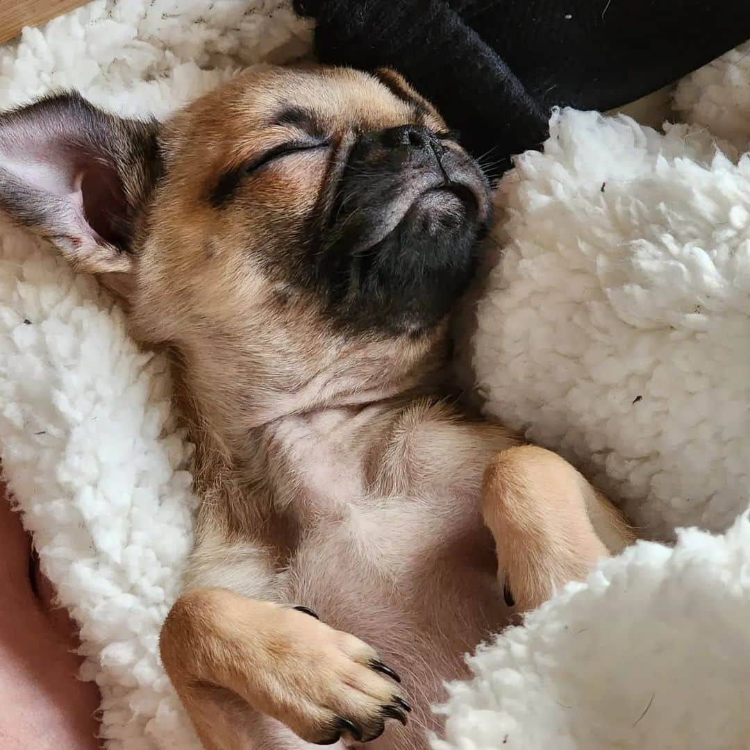 ピューディパイさんのインスタグラム写真 - (ピューディパイInstagram)「Wanted to properly introduce our new fam member Momo! 🍑 She's half pug 🥟half chihuahua 🌯 (Chug). We've had her since November, so glad she got to meet Maya while she was still with us 💕」1月6日 14時24分 - pewdiepie