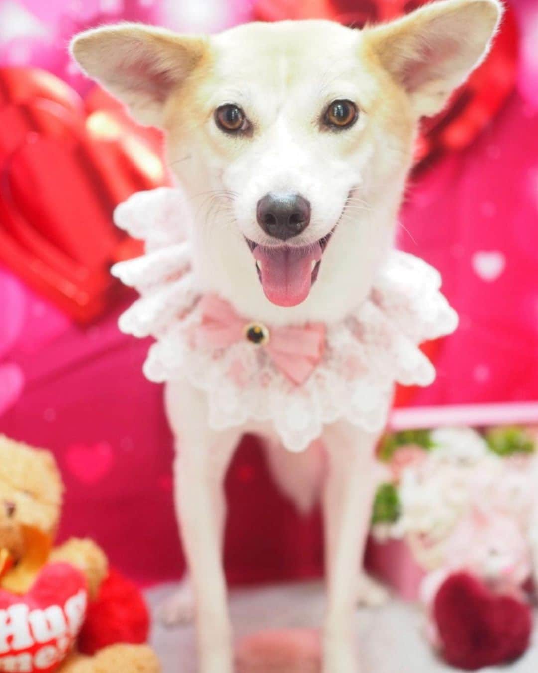 西尾まりのインスタグラム：「明けましておめでとうございます。あたし、なんか、フリフリのとか、耳とか付けてもらったの。1枚目は新年、2枚目は昨年末よ。3枚目は足元にあった、母ちゃんの飲みかけの炭酸水をがぶ飲みしてやったわ。 皆様今年も母ちゃん共々宜しくね。」