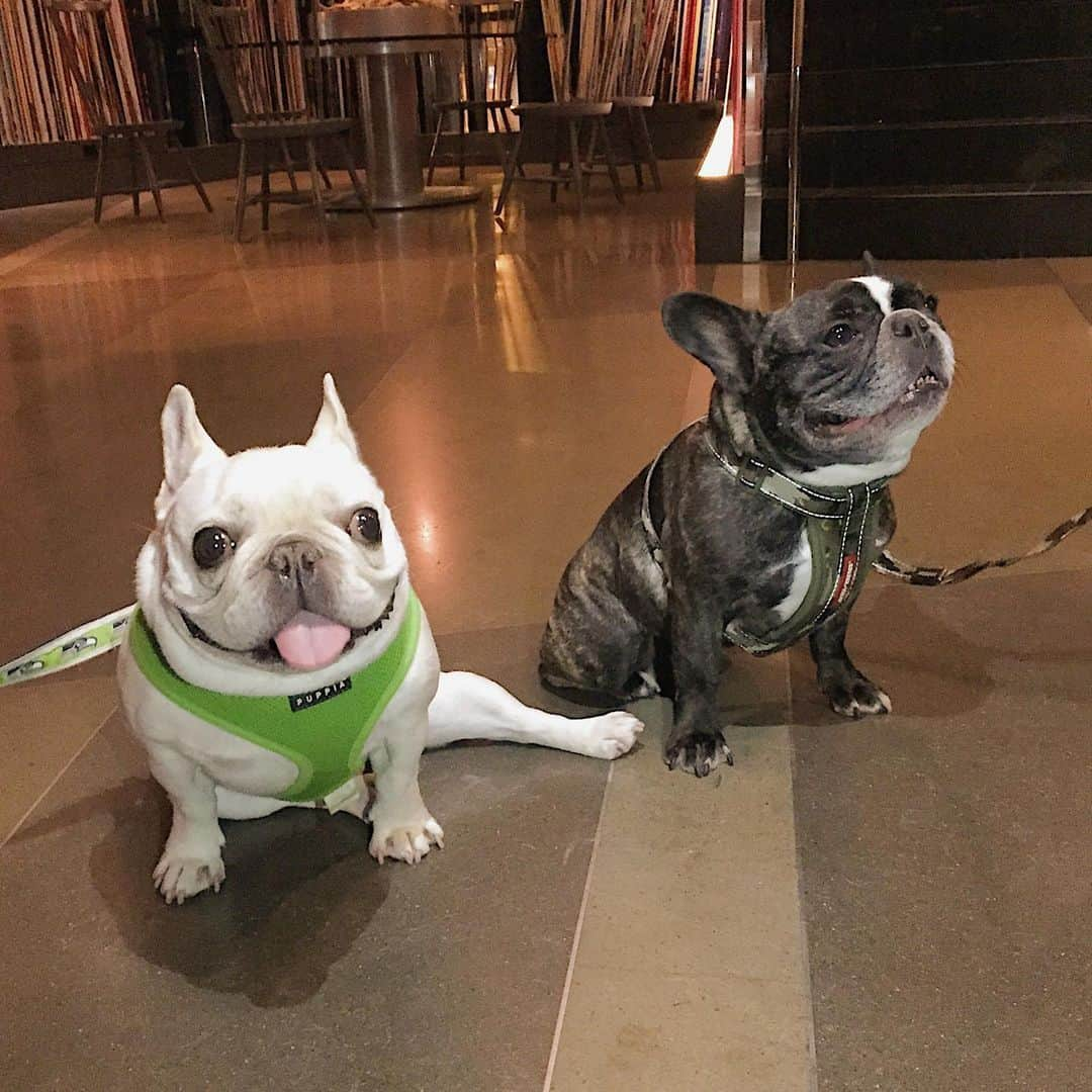 Sir Charles Barkleyのインスタグラム：「Everyone please wish my buddy, @ninjeeee , a Happy 11th Birthday!!! Back in our younger days, he was always my wing man and we’d get all the ladies 😉」