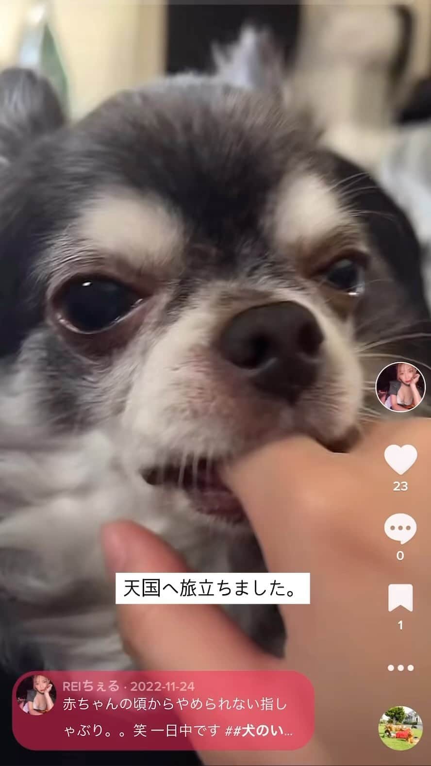 REIちぇるのインスタグラム：「13年一緒にいてくれた、ちょこた君が昨夜天国へ旅立ちました。 救急病院に向かうタクシーの腕の中で息を引き取りました。 最後に一緒にいれて本当よかった。 たくさんの癒しと幸せをありがとう。  飼う時から、先にいなくなってしまう覚悟をして、幸せで天国を見送るのを覚悟して一緒にいたので、幸せに天国へ送ってあげたいと思います。 介護生活を想像していたので、急すぎて気持ちがついていかないですが。  今まで本当にありがとう甘えん坊さん！」