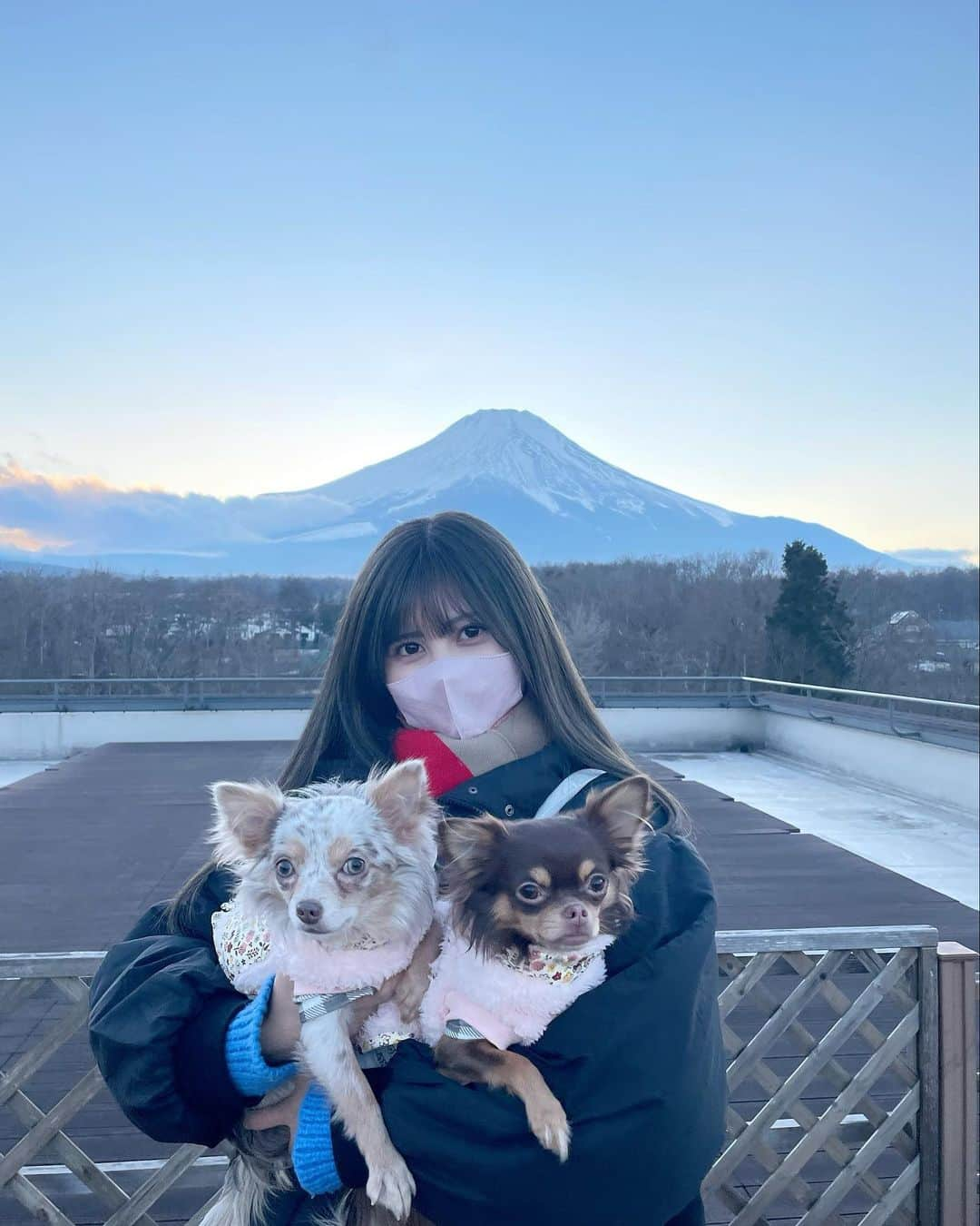 金澤有希さんのインスタグラム写真 - (金澤有希Instagram)「今年も1年この子達を 幸せにします🐰🐶🐶🐶  2023年わくわくしています！！ 沢山の事を叶えられる人間になります！  頑張るぞ〜！！！！！  #富士山 #山梨犬連れ #多頭飼い #チワワ #ちわわ #チワワのいる暮らし #チワワ大好き #チワワ画像 #チワワ好きな人と繋がりたい #チワワ子犬 #チワワ多頭飼い #チワワのいる生活 #チワワ親バカ部 #チョコタンチワワ #チョコタンホワイトチワワ #チョコマール #チョコマールチワワ #レアカラーチワワ #イザベラチワワ」1月6日 23時06分 - yuuki_kanazawa0501