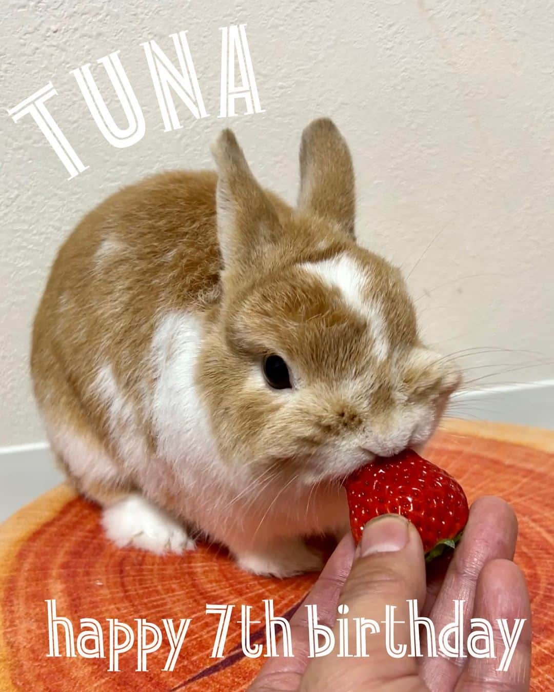 BUNNY?TUNA? のインスタグラム