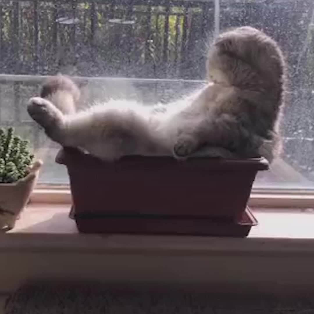 Aww Clubのインスタグラム