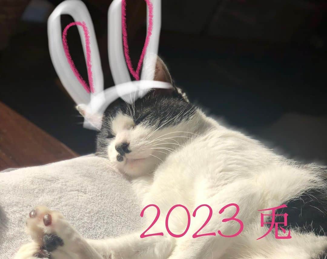 橋本紀代子のインスタグラム：「2023お正月🐰 今年も新しい事やって🐰 素敵な一年にします🐰」
