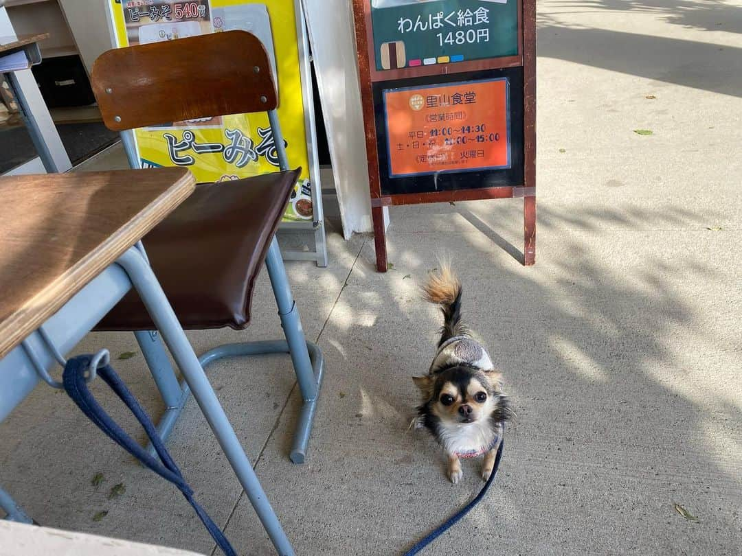 川崎志穂さんのインスタグラム写真 - (川崎志穂Instagram)「0106 ・ ・ 道の駅　保田小学校🏫 懐かしい給食を食べたり 房総の美味しいものが沢山売っていて買うことができたり、 泊まることもできます🙆🏼‍♀️ ・ 鯨の竜田揚げやみそぴーが とっても懐かしいです🫶🏻 ・ ・ #保田小学校 #道の駅 #共立メンテナンス」1月6日 20時39分 - shiiiistagram__official