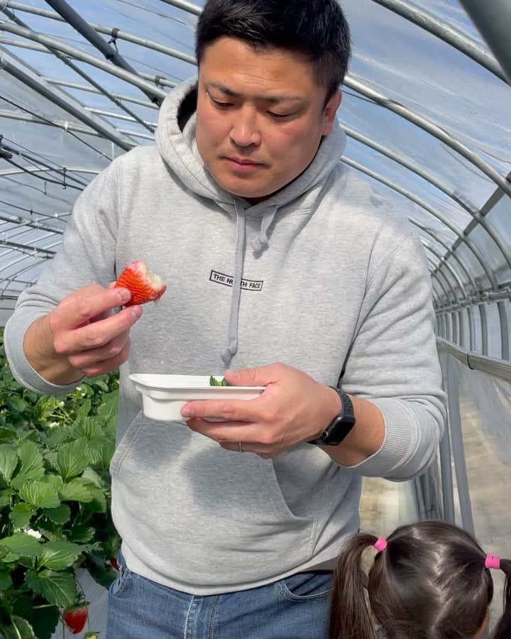 谷田部洸太郎のインスタグラム：「2023.1.6  いちご狩り🍓 #4年前の同じ日もお世話になりました #ベリーズファン   兄妹仲良し🫰 #佐野アウトレットパーク」