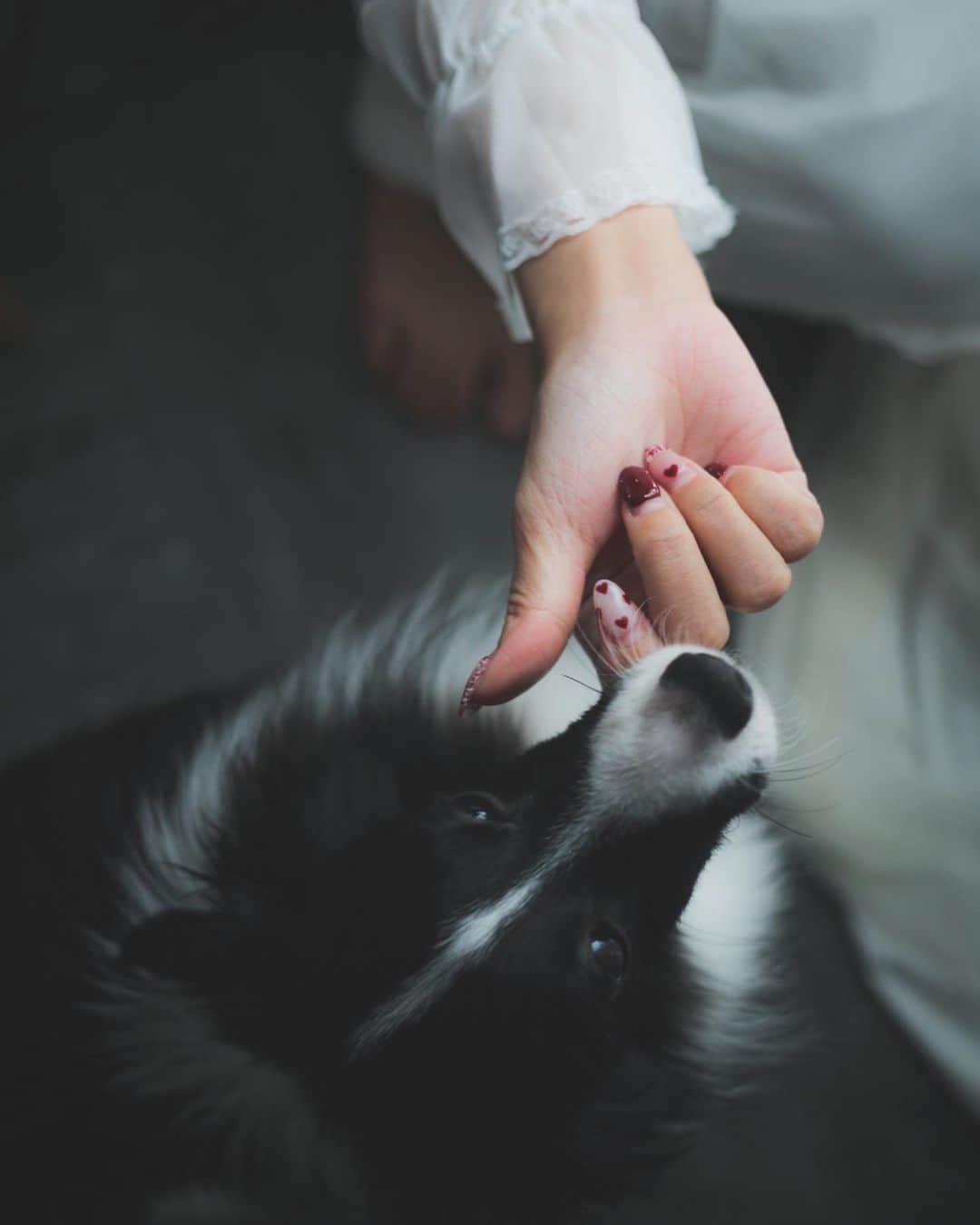 ヴァネッサ・パンさんのインスタグラム写真 - (ヴァネッサ・パンInstagram)「Dark vibe with my handsome doggy♡ 我家比比真的好會看鏡頭 2023年もよろしくお願いします！！！  Photo by @juro0928   #犬フォト#シェルティ #自宅撮影　#犬との暮らし  #女性起業家 #女性起業家 #ピンクベージュヘアカラー  #シェルティバイブラック  #エモい写真　#ポートレート」1月6日 20時55分 - kazuminoomi