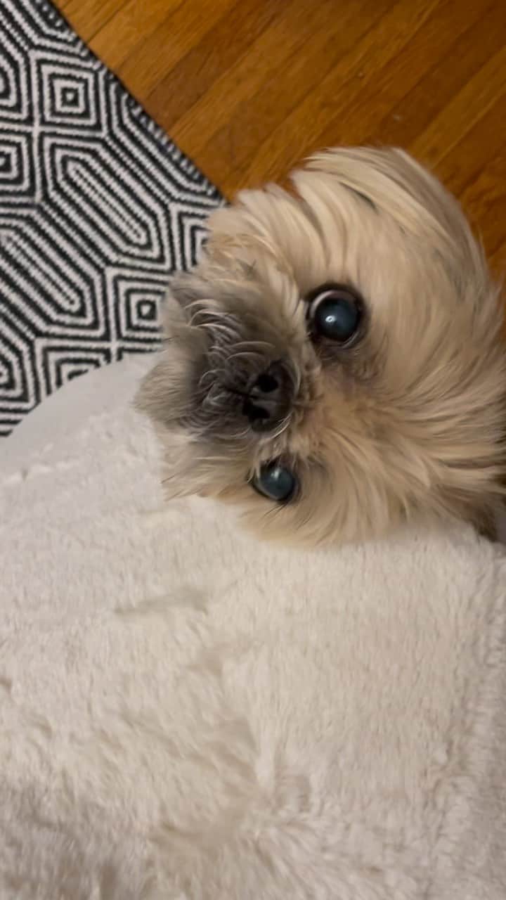 Dougie the Shih Tzuのインスタグラム：「Nobody home. #fridaymomentofzen」