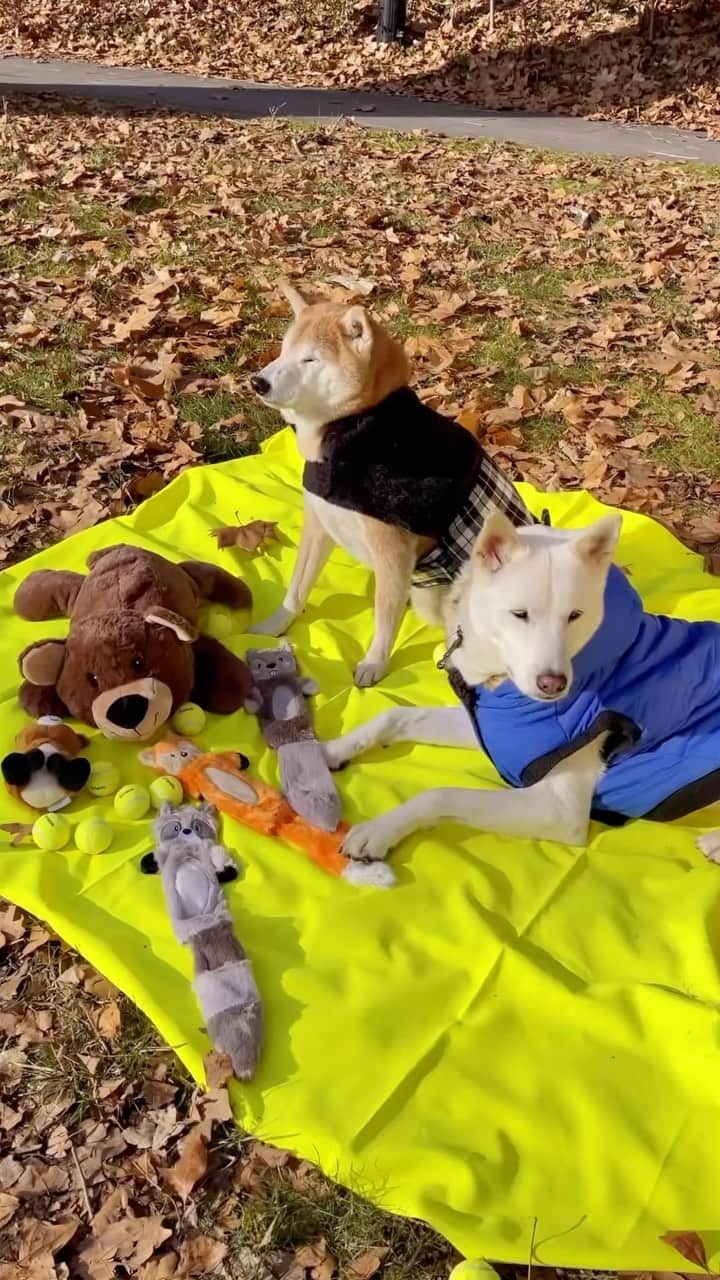 のインスタグラム：「Bodhi and Luc are Celebrating 2023 with Frisco by @chewy 🐾 What are you catching & dropping in the New Year?   Shop new goodies for your dogs via link in bio 👉 #ad #ChewyPartner #FriscobyChewy #OnlyatChewy」