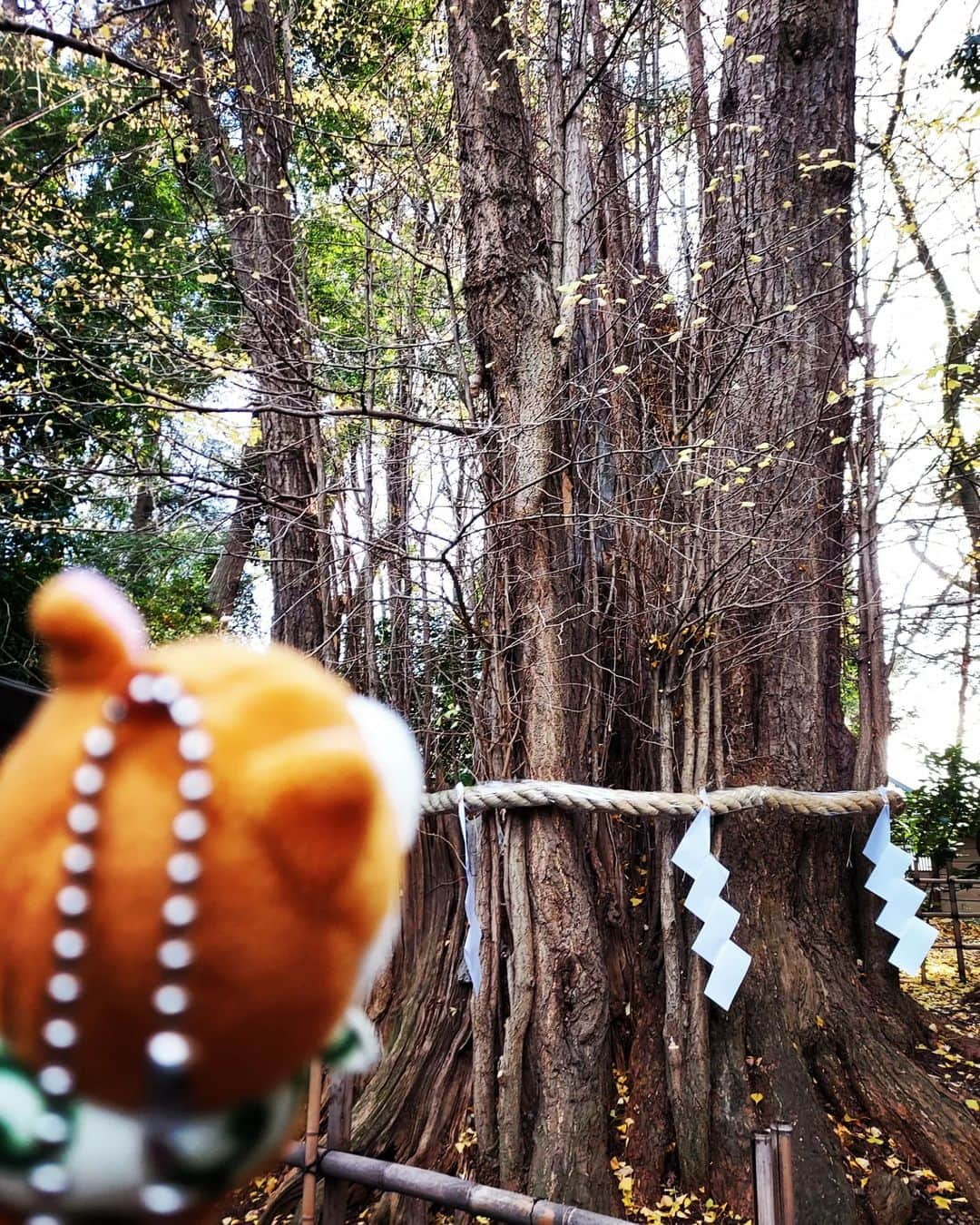 榎木智一さんのインスタグラム写真 - (榎木智一Instagram)「. 新年の挨拶に行ってきました⛩️  大國魂神社⛩️  地属性には、尚更良いパワースポット神社⛩️  高幡不動尊⛩️  守護神・不動明王がいて 土方歳三の位牌が、あるお寺⛩️  ⛩️Just be yourself⛩️  #えのスタグラム #榎木智一 #俳優 #新年 #神社 #お寺 #写真 #2023年 #卯年 #ご挨拶 #大國魂神社 #高幡不動尊 #土方歳三 #地属性 #二黒土星 #picture #follow #japanese #actor #演員 #배우」1月7日 7時04分 - enoki.tomokazu