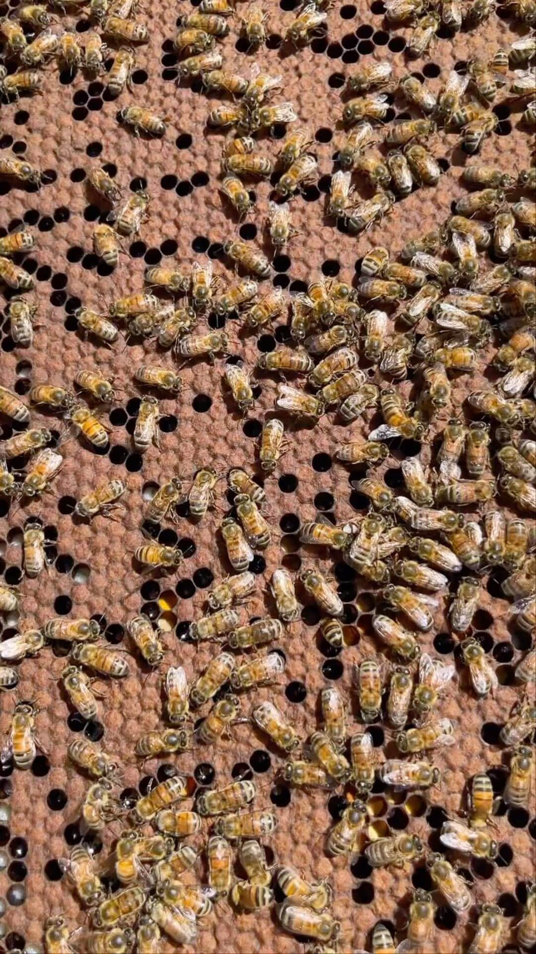 道端ジェシカのインスタグラム：「Rooftop beekeeping! 🐝🍯💛」