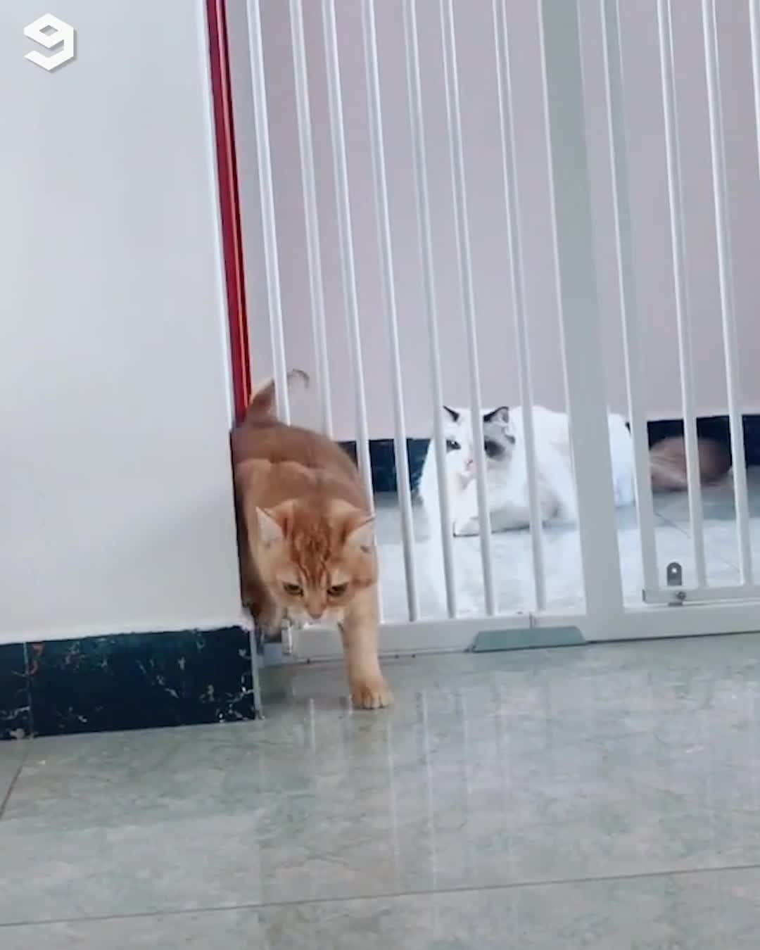 Aww Clubのインスタグラム