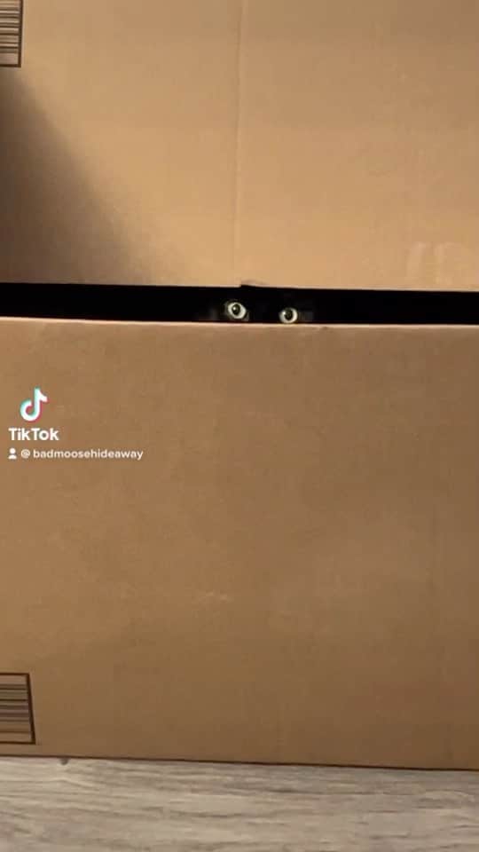 The Cats Of Instagramのインスタグラム：「This creep. #BadMooseHideaway #BadMoose #Cat #MeowBox #CatsOfInstagram #COICommunity #KittyTok #CatsOfTikTok #CatTok #Creep」