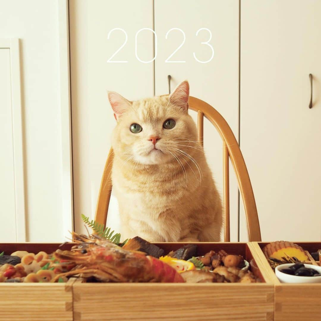 ぷーのインスタグラム：「明けましておめでとうございます！ 2023年もよろしくお願いします🐾  今年は大台の10歳になるぷーちゃん🐈 健康で元気に楽しく過ごせますように✨  #おせち #一杯やる気みたいに居座る #ぷーちゃんにはマグロ🐟」