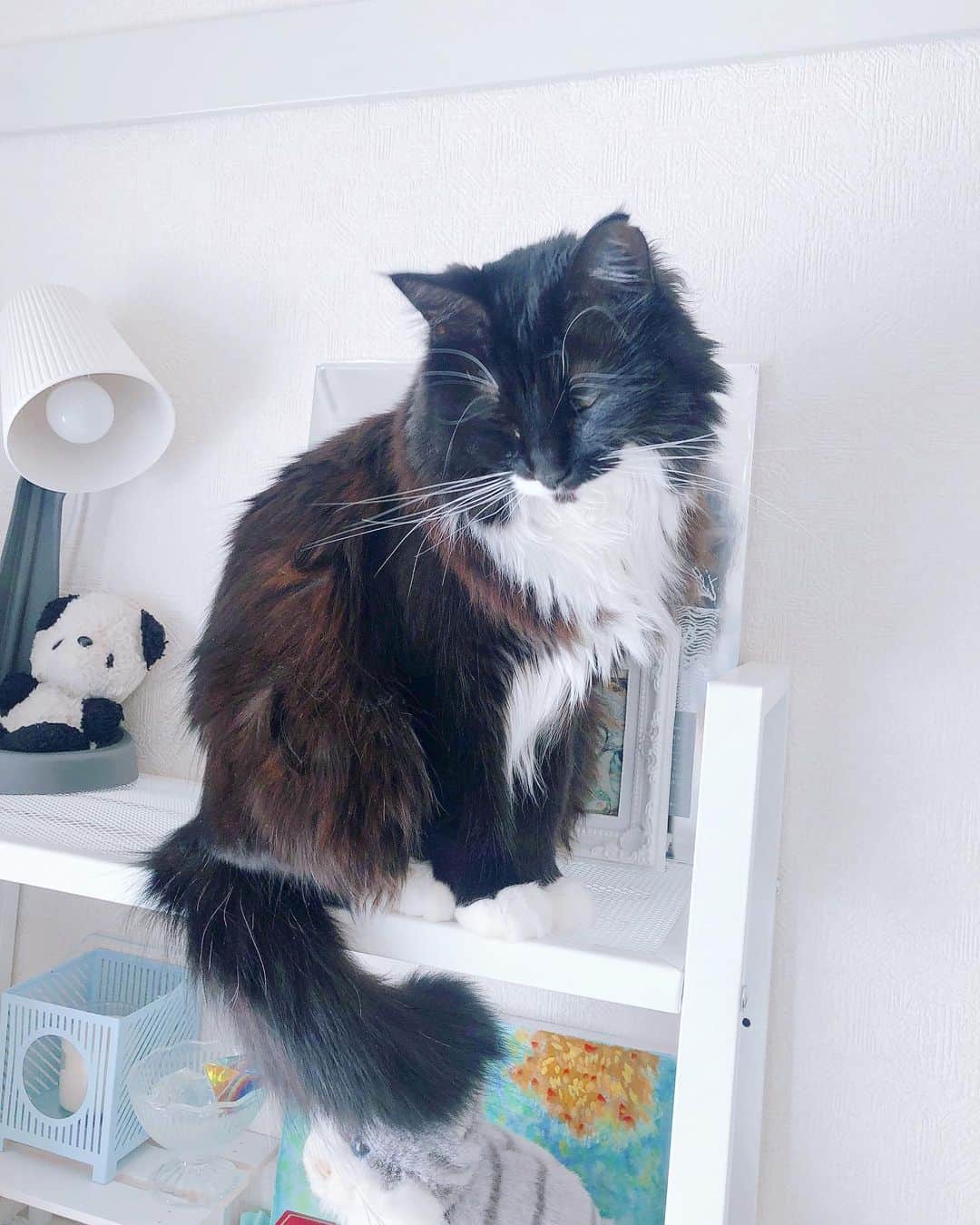 木村仁美のインスタグラム：「最近お顔傾けがちな猫さん。リヴィちゃん。 🐈‍⬛おうちに来て1/6で2年目です🎂🌨  感情の波が激しいので、よく喧嘩もするし、戦うけれど、いっちばん甘タレされるし、添い寝申請されるので、何だかんだとっても仲良し。愛が、幸せが山々です🏔❄️  私に何だか性格が似ていて、、、(蒼生ちゃんにもよく似てると言われる)反省することもあります。。！  これからも一緒に3人で幸せに暮らそうね🏠  首傾げるのかわいい写真たち🤳  (去年はリヴィ山🏔と呼びすぎたので、今年はちゃんとリヴィちゃんと呼ぼうかな)  ともあれ、あけましておめでとうございます🎍🌿 今年はまた色々挑戦していこうと思います。  皆様の癒しになるような活動を目標に、、人に優しく自分に優しく、でも自分のメンタルが削られるほど心を使わない(ここは本当に大切。近年学んだこと)。  愛を持って、よく休んで、楽しく優しく健康に生きていきたいです❤︎🐇  お楽しみに…🐇  chami」
