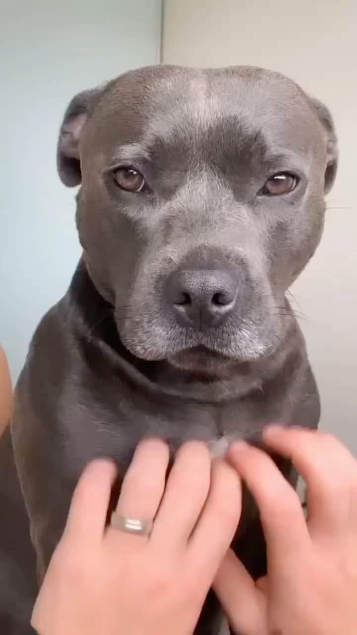 Pit Bull - Fansのインスタグラム：「😍 - @thebluestbear」