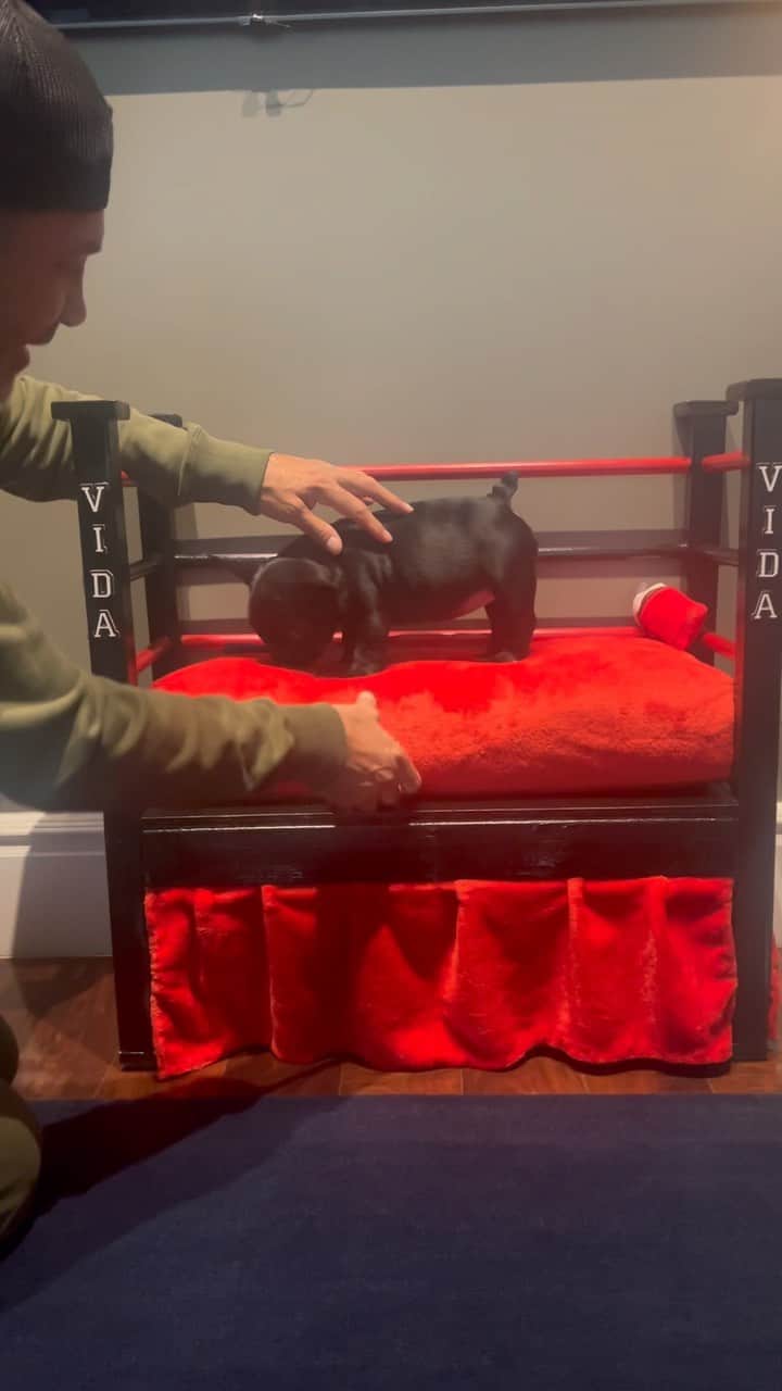 ホーリー・ソンダーズのインスタグラム：「Vida is here and she is loving her boxing ring bed ! Thank you @marylynaceves for traveling to Missouri to pick her up. Our little baby has arrived. Do you guys have a dog?」