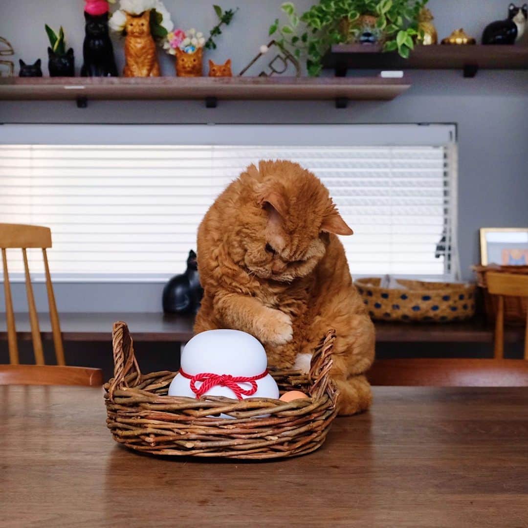 ギネス & ピムスさんのインスタグラム写真 - (ギネス & ピムスInstagram)「08/01/2023 Happy Sunday! ・ Kagami-mochi is a traditional Japanese New Year's item. This year, I bought a type made of blocks instead of real mochi. Pimms may well get into mischief with this! Enjoy the rest of your weekend everyone! ・ ・ 今年の鏡餅は soilさんの珪藻土で出来ている カガミモチにしました。 以下写真説明☟☟☟ ①鏡餅とピム丸と凪ねこ ②鏡餅とピム丸 ③④上の🍊を叩き落とすピム丸。笑 ⑤鏡餅より僕を見て！とアピール強めの王子😂 変な猫だらけ。 それでは皆さま 素敵な連休をお過ごし下さい♩」1月8日 9時53分 - rina_takei