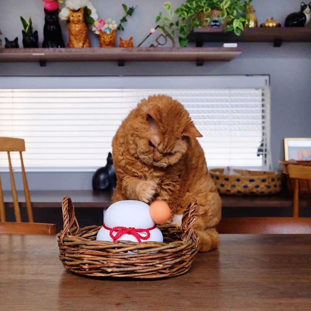 ギネス & ピムスさんのインスタグラム写真 - (ギネス & ピムスInstagram)「08/01/2023 Happy Sunday! ・ Kagami-mochi is a traditional Japanese New Year's item. This year, I bought a type made of blocks instead of real mochi. Pimms may well get into mischief with this! Enjoy the rest of your weekend everyone! ・ ・ 今年の鏡餅は soilさんの珪藻土で出来ている カガミモチにしました。 以下写真説明☟☟☟ ①鏡餅とピム丸と凪ねこ ②鏡餅とピム丸 ③④上の🍊を叩き落とすピム丸。笑 ⑤鏡餅より僕を見て！とアピール強めの王子😂 変な猫だらけ。 それでは皆さま 素敵な連休をお過ごし下さい♩」1月8日 9時53分 - rina_takei