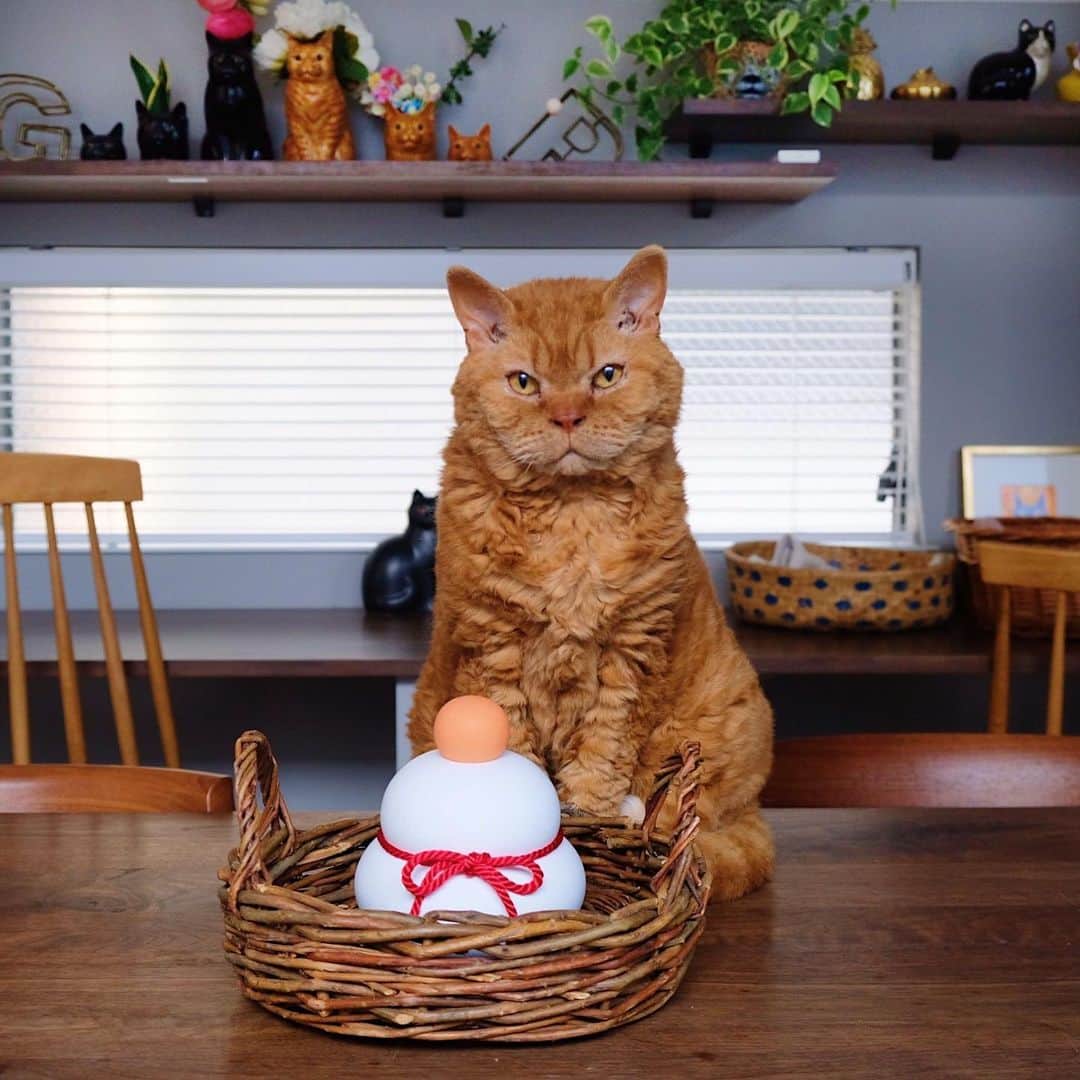 ギネス & ピムスさんのインスタグラム写真 - (ギネス & ピムスInstagram)「08/01/2023 Happy Sunday! ・ Kagami-mochi is a traditional Japanese New Year's item. This year, I bought a type made of blocks instead of real mochi. Pimms may well get into mischief with this! Enjoy the rest of your weekend everyone! ・ ・ 今年の鏡餅は soilさんの珪藻土で出来ている カガミモチにしました。 以下写真説明☟☟☟ ①鏡餅とピム丸と凪ねこ ②鏡餅とピム丸 ③④上の🍊を叩き落とすピム丸。笑 ⑤鏡餅より僕を見て！とアピール強めの王子😂 変な猫だらけ。 それでは皆さま 素敵な連休をお過ごし下さい♩」1月8日 9時53分 - rina_takei