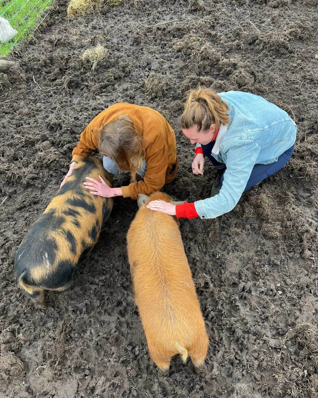 フェムケ・ヘームスケルクさんのインスタグラム写真 - (フェムケ・ヘームスケルクInstagram)「Wat een geluk op dag 8 van het nieuwe jaar 😍😍❤️❤️❤️ 🐖🐔🦆🐎🐈🐑🐽」1月8日 22時08分 - femheemskerk